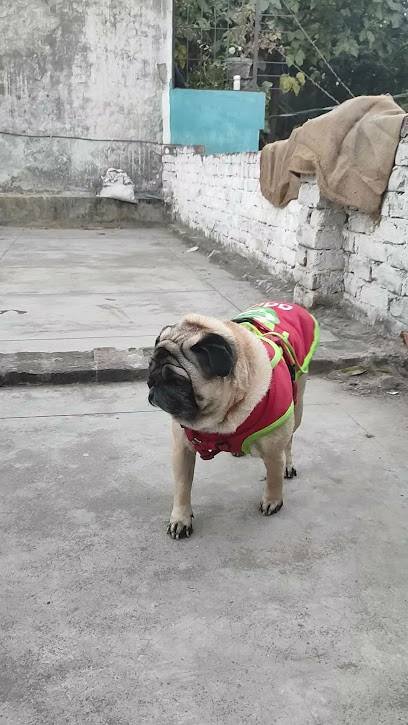 JIMMY PET CARE AND DOG HOSTEL