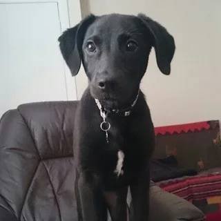 Kanha Pet Shop & Care