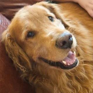 Kanha Pet Shop & Care