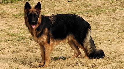 Shephland Dog Kennel