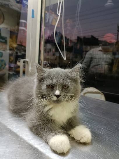 Dr. Petwell pet clinic