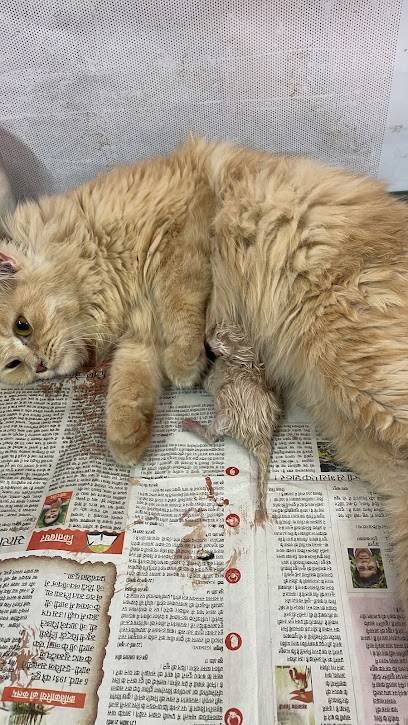 PARADISE PET CARE ( CLINIC & SHOP)