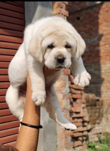 Vintage Care Dog Kennel