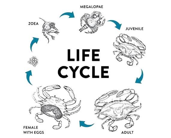 astroaquaculture